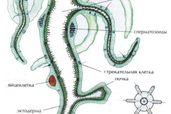 Кракен ссылка 2web krakendark link